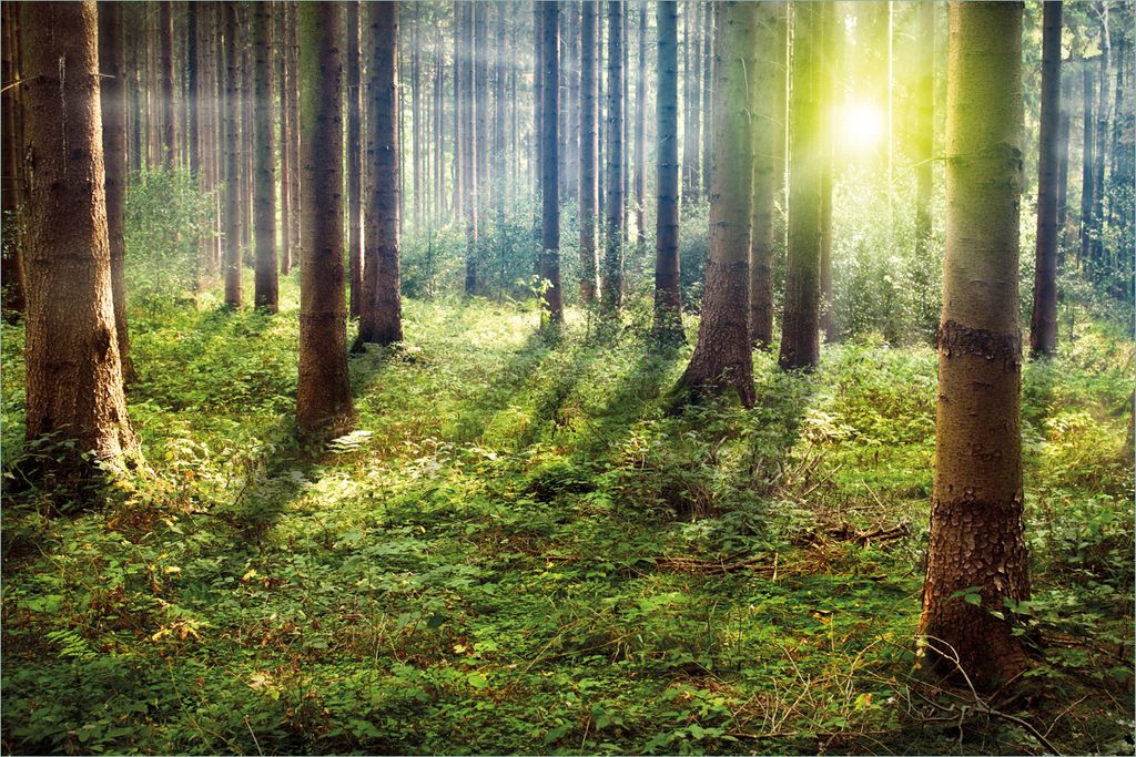 Wallario selbstklebendes Poster - Sonnenuntergang im Wald zwischen den Bäumen, Größe: 61 x 91,50 cm