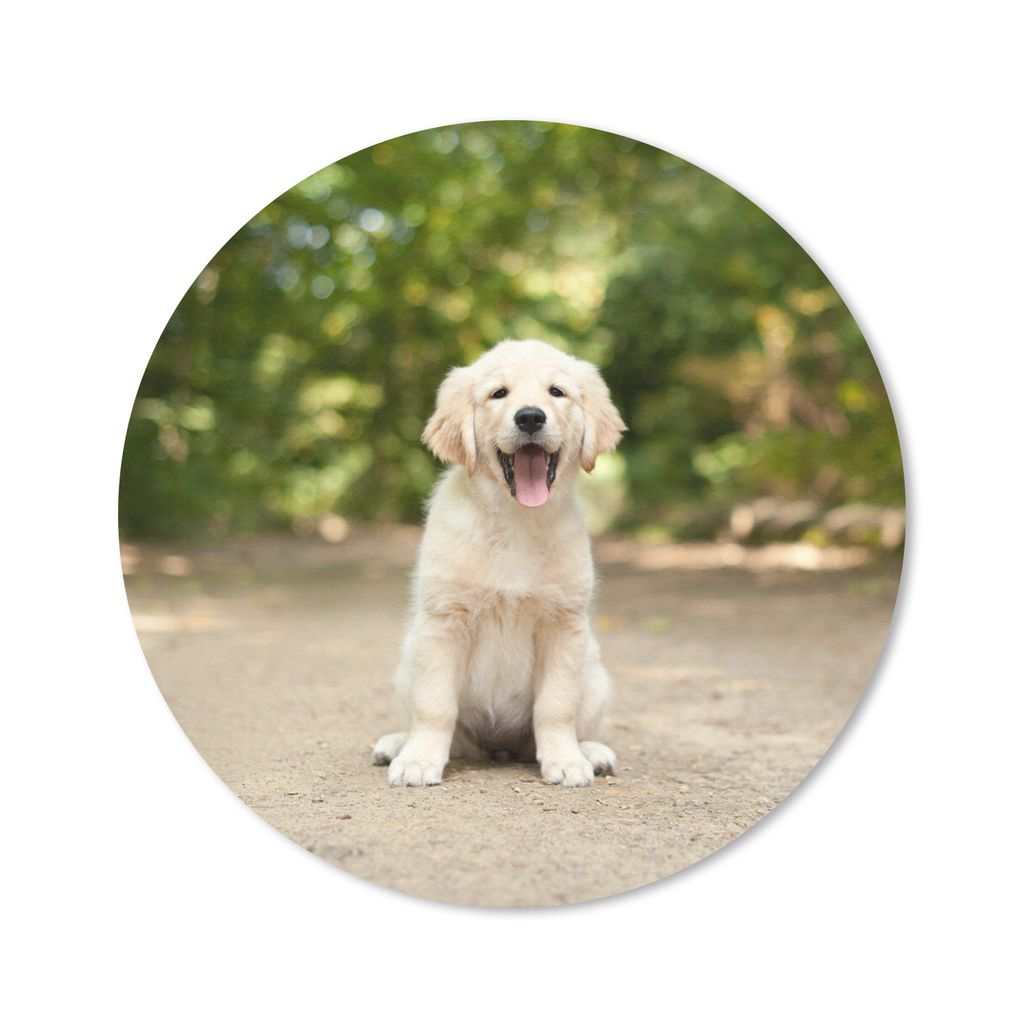 MuchoWow Mauspad Mousepad Labrador Retriever Welpe sitzt auf einem Waldweg 40x40 cm - Mousepads - Maus Mat - Pad - Mausunterlage - Schreibtisch A...