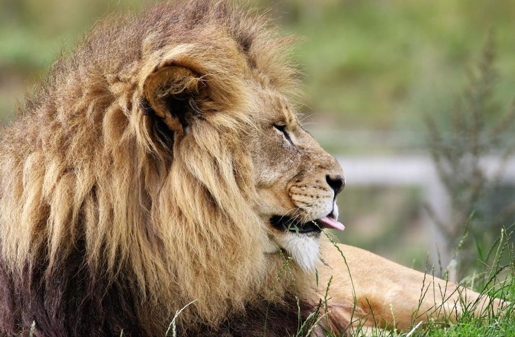 hansepuzzle 29971 - Löwe Puzzle, 500 Teile, Tierwelt, 46,0 x 30,0cm mit hochwertiger Aufbewahrung, Kartonbox und wiederverschließbarem Beutel