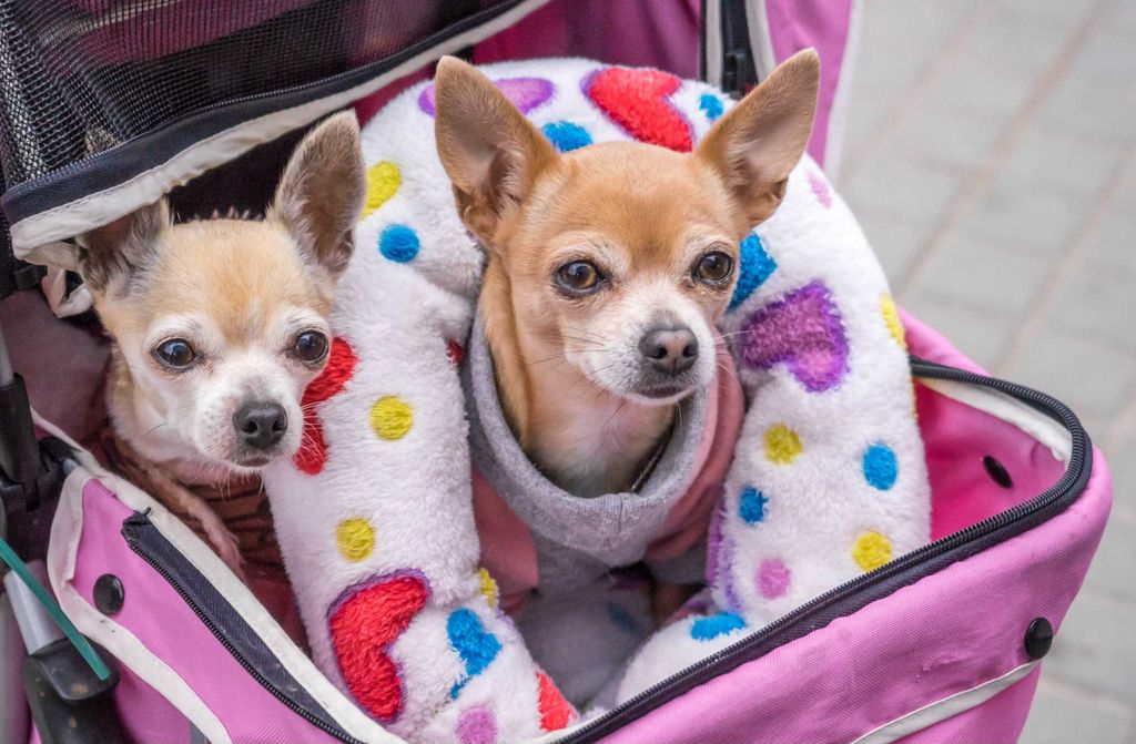 hansepuzzle 34503 - Hunde Puzzle, 500 Teile, Tierwelt, 46,0 x 30,0cm mit hochwertiger Aufbewahrung, Kartonbox und wiederverschließbarem Beutel