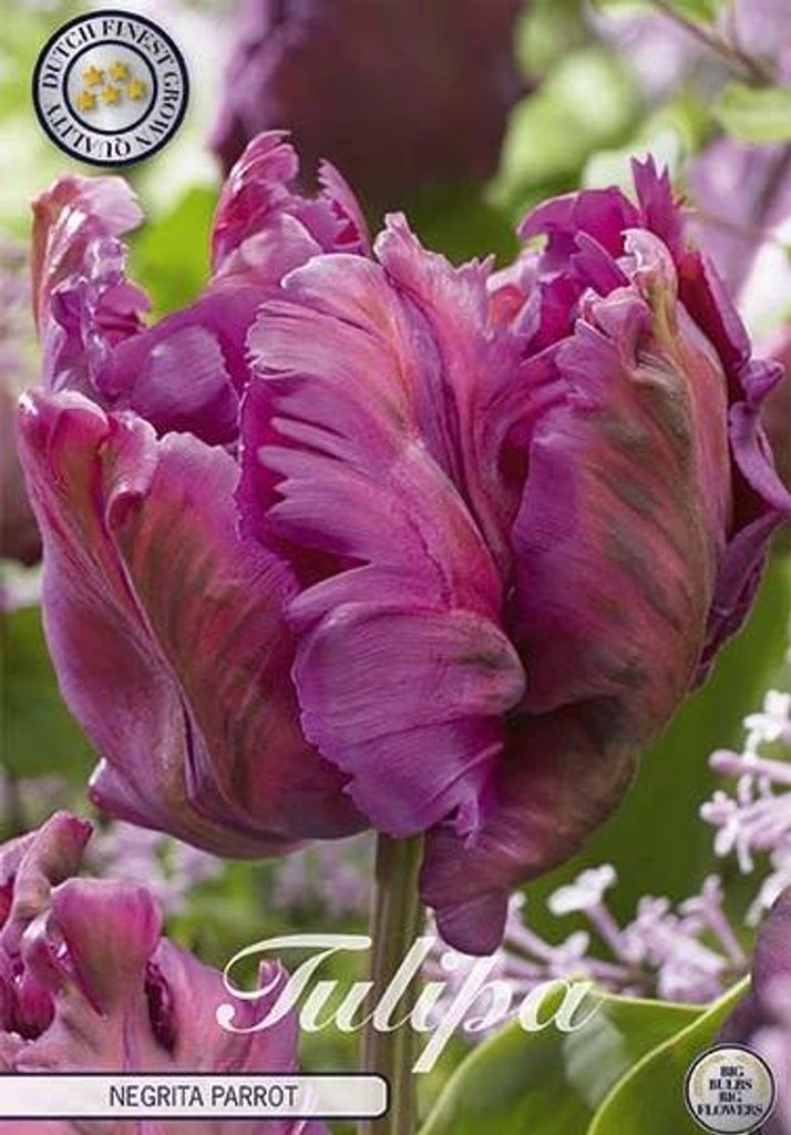 Tulipe Negrita Parrot (7 bulbes) | Bulbes de tulipes de Sam Image du produit 