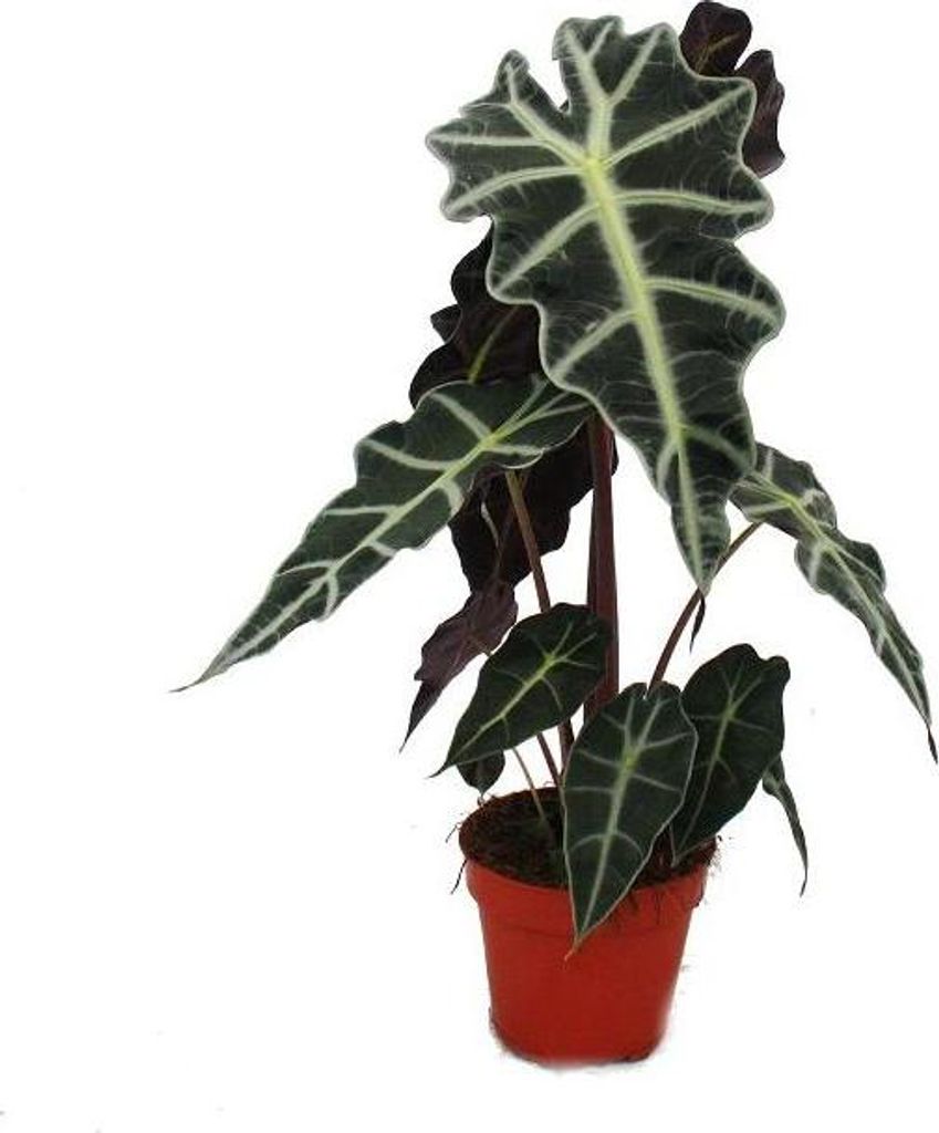 Šípkový list - Alocasia sanderiana - Tropický kořen - Obrázek produktu 