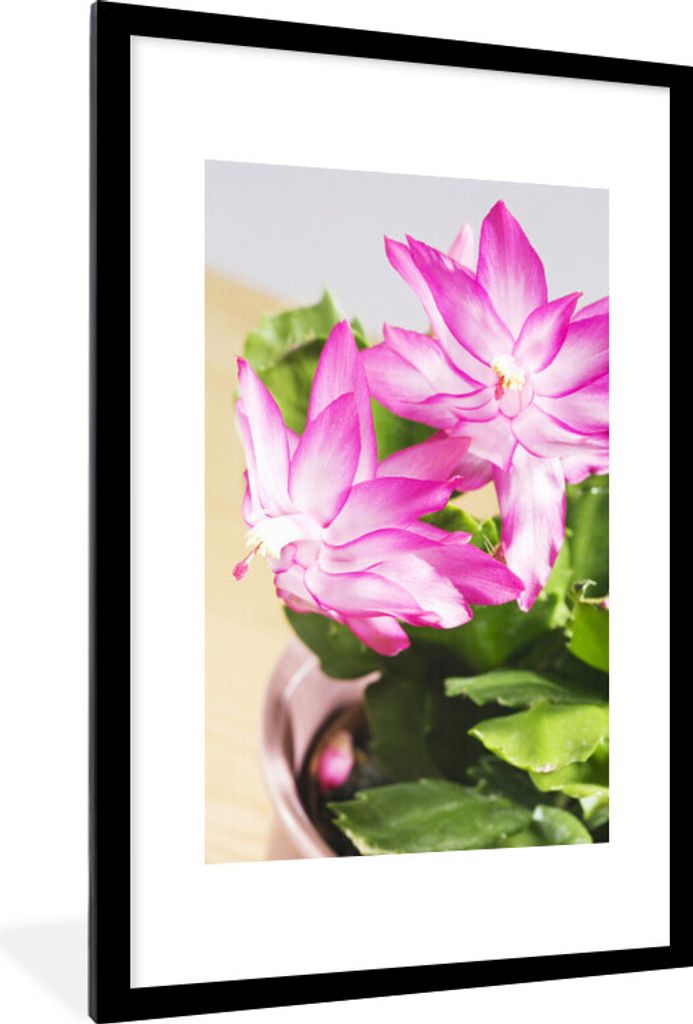 MuchoWow MuchoWow Gerahmtes Poster Blühender Deckelkaktus 60x90 cm - Poster mit zchwarzem Bilderrahmen - Dekoration - Wandposter Wohnzimmer - ...