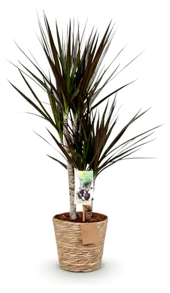 Zimmerpflanzen - Dracaena Magenta - Drachenbaum - Pflegeleicht - mit Korb - Rot - 1 Pflanze - Topf 17cm - Höhe 70-80cm