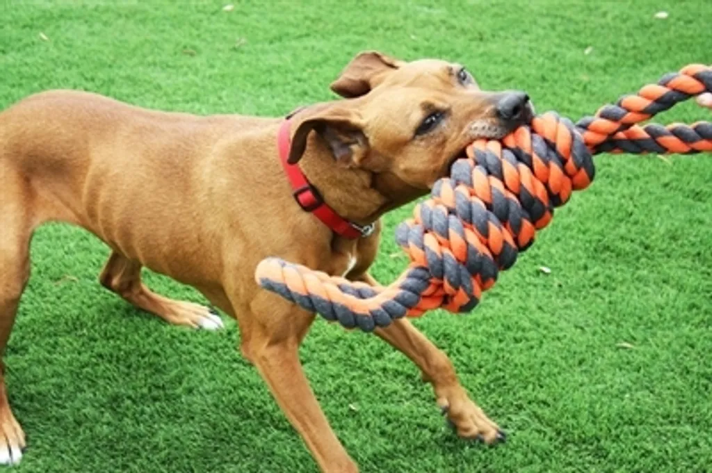 Jouet Interactif pour Chien Sportif Nuts For Knots Extreme Spool 8