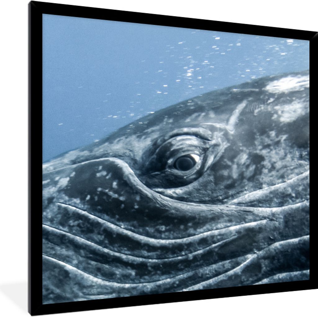 MuchoWow Gerahmtes Poster Wasser - Tiere - Buckelwal 40x40 cm - Poster mit Schwarzem Bilderrahmen Wandposter Rahmen Foto Bilder - Mit Rahmen - Wa...