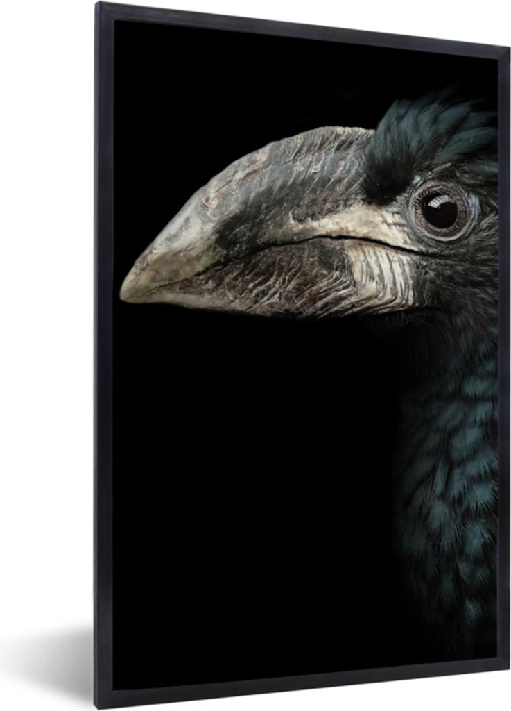 MuchoWow Gerahmtes Poster Vogel - Porträt - Hornvogel - Schwarz - Tiere 20x30 cm - Poster mit Schwarzem Bilderrahmen Wandposter Rahmen Foto Bild...