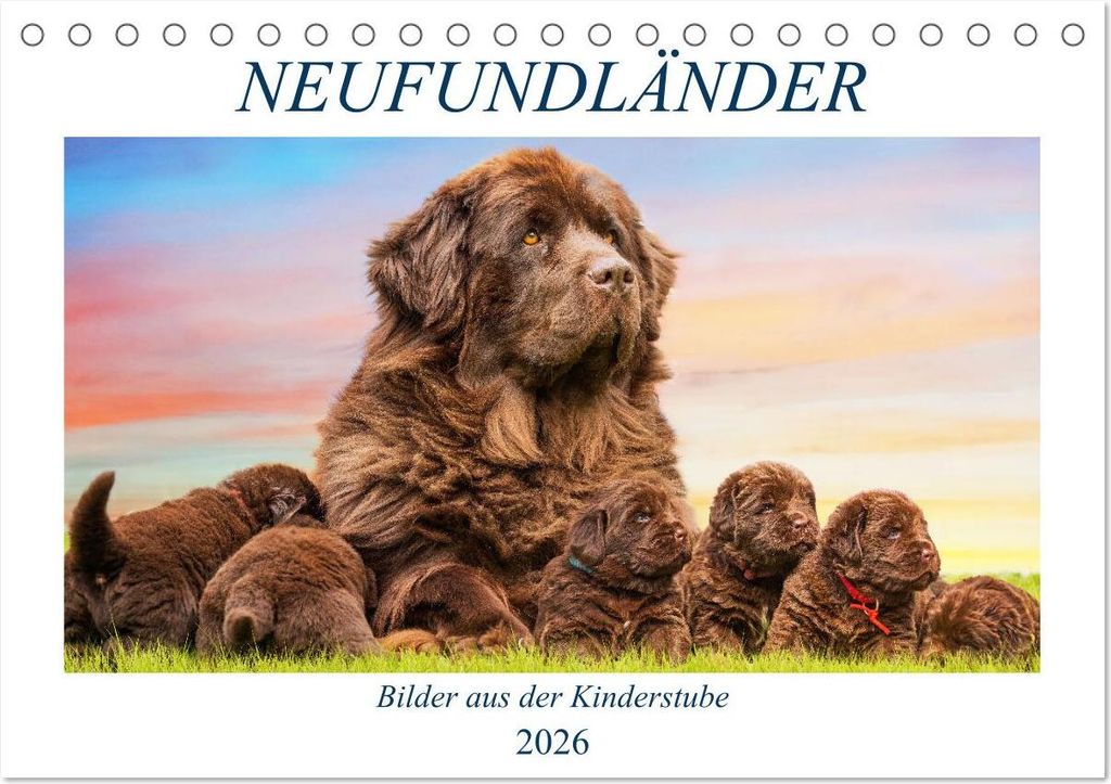 Neufundländer - Bilder aus der Kinderstube (Tischkalender 2026 DIN A5 quer), CALVENDO Monatskalender