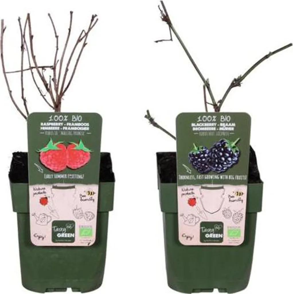 Piante Bio di Lampone e Mora senza Spine | Kit Frutti di Bosco Vivi