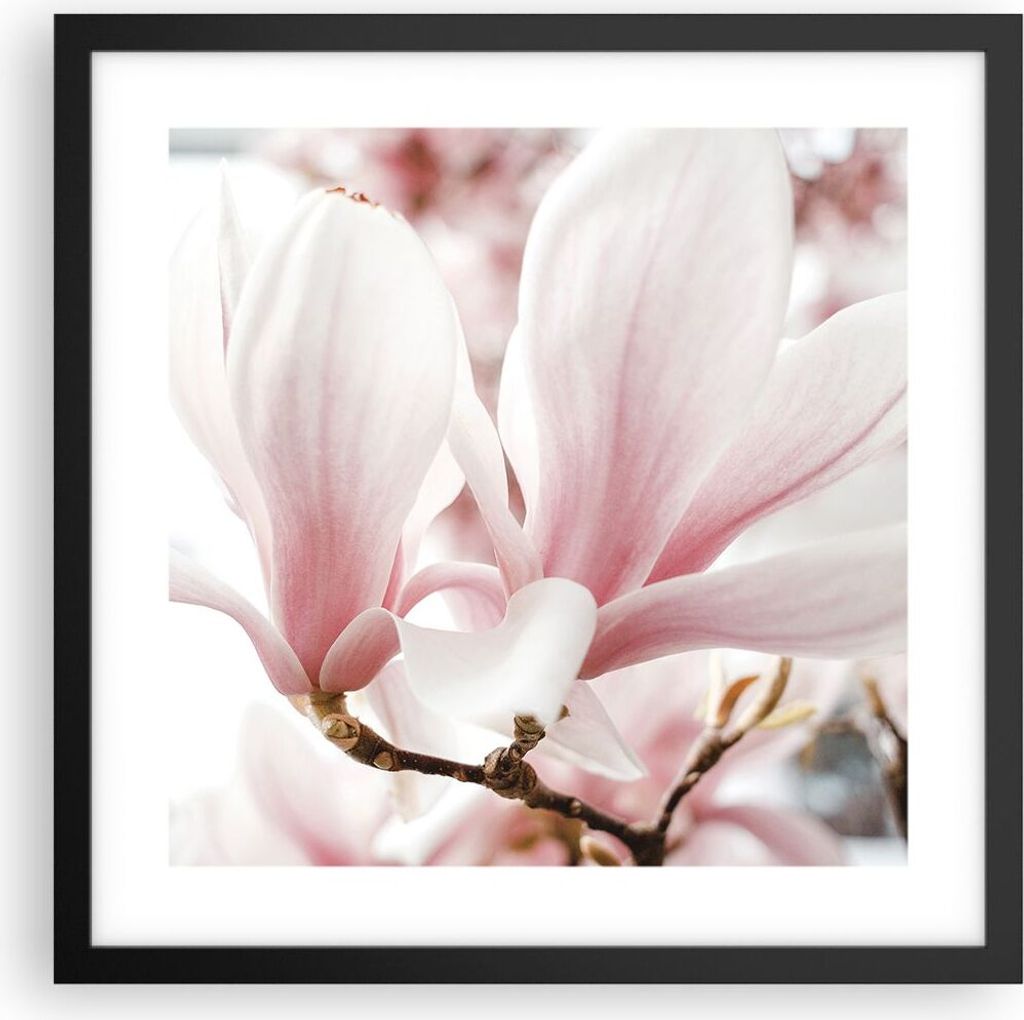 Gerahmtes Poster - Schwarzer Rahmen - Zweig Magnolie Blume - 40x40 cm - Wand Bild - Wanddeko - Wandbilder - Kunstposter - Wandposter - Bilderrahmen...