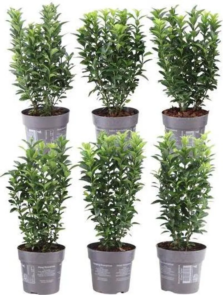 Fusain du Japon Green Spire en lot de 6 - Idéal haie basse et bordure