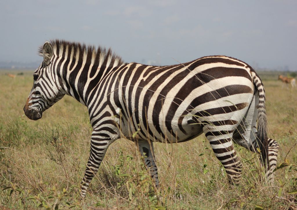 hansepuzzle 75710 - Zebra Puzzle, 260 Teile, Tierwelt, 41,0 x 28,0cm mit hochwertiger Aufbewahrung, Kartonbox und wiederverschließbarem Beutel