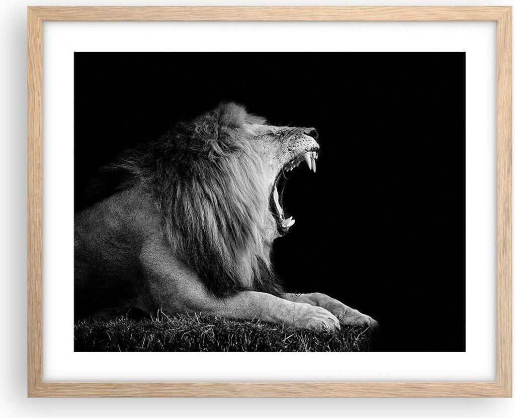 Gerahmtes Poster - Rahmen in heller Eiche - Löwe Gähnen Schwarz und Weiß - 50x40 cm - Wand Bild - Wanddeko - Wandbilder - Wandposter - Bilderrah...