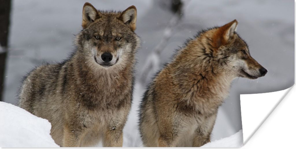 MuchoWow Poster Wolf - Schnee - Tiere 120x60 cm - Bild