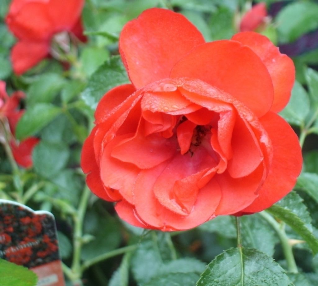 Bodendeckerrose Sorrento Noa83100B , Noack, Co. 5 Liter - ADR-Rose