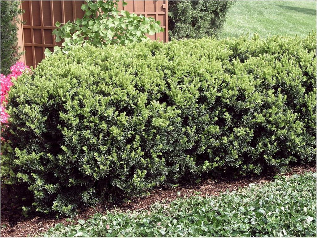 Stauden Gänge 100 x Taxus media 'Hicksii' - Becher-Eibe - Immergrüner Charme mit klassischer Eleganz - Pflegeleicht - Heckenpflanze - Immergrün