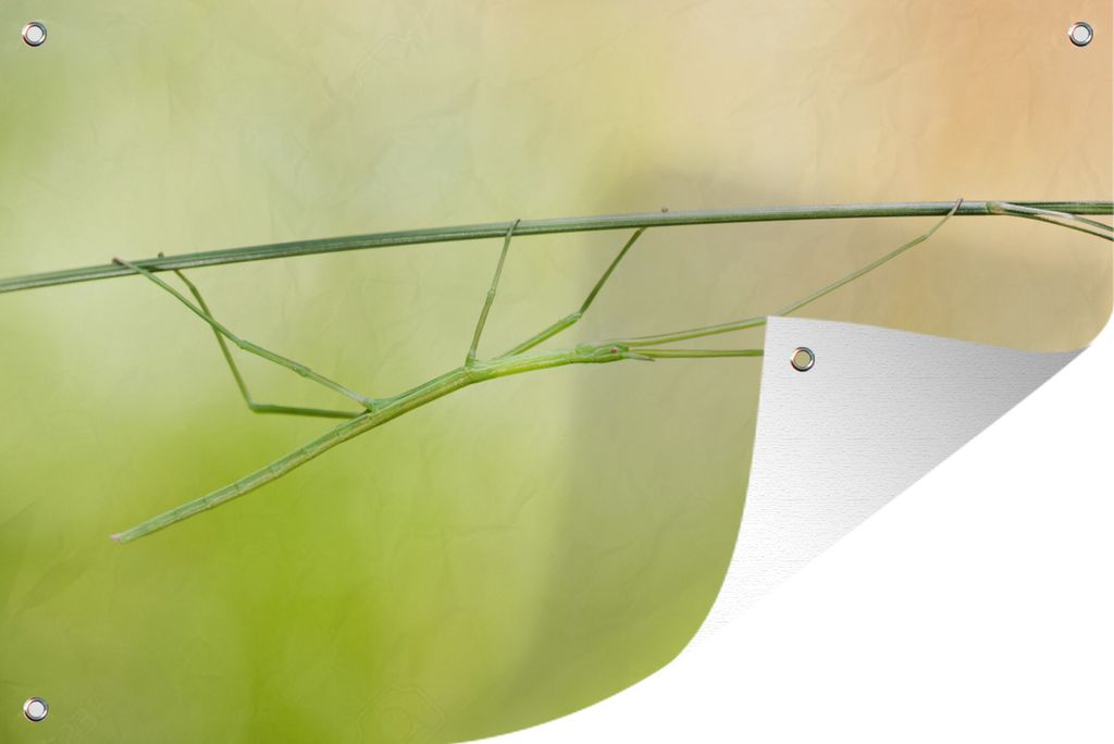 MuchoWow 90x60 cm Outdoor-Poster Gartendeko Sichtschutz Garten Poster für den Garten Ein dünner, gehender Zweig auf einem grünen Stiel