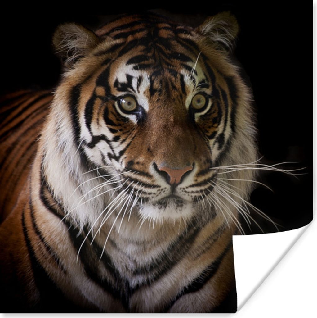 MuchoWow Poster Tiger - Kopf - Schwarz 100x100 cm - Babyzimmer
