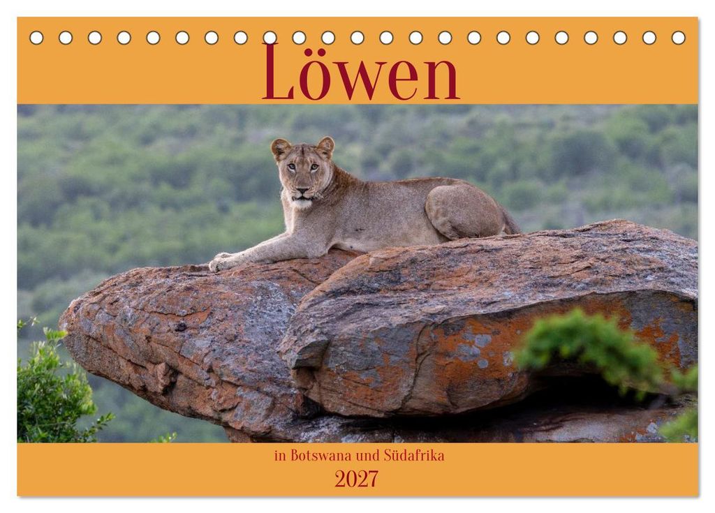 Löwen in Botswana und Südafrika (Tischkalender 2027 DIN A5 quer), CALVENDO Monatskalender