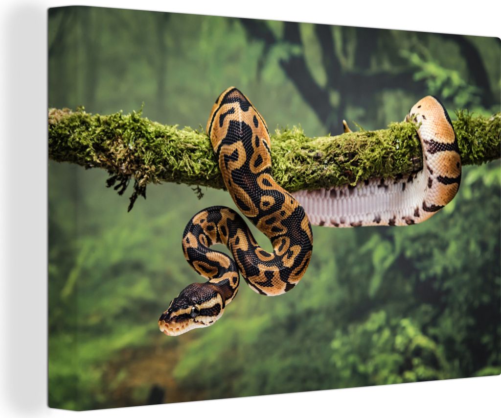 MuchoWow - Leinwandbilder - Eine Schlange auf einem Baum, Wandbild, Wanddeko Bilder Wohnzimmer, 120x80 cm