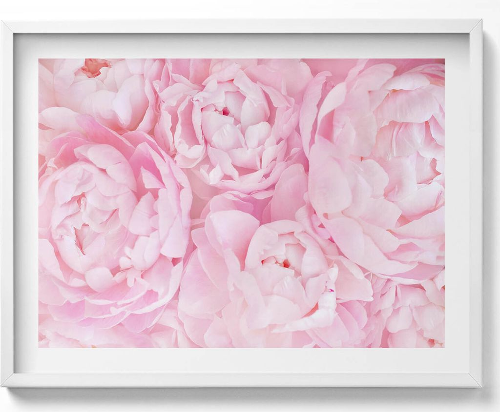 Zarte Pfingstrosen– Wandbild mit Rahmen – Gerahmtes Bild – Wanddekoration – 80x60 cm – Weiß Rahmen