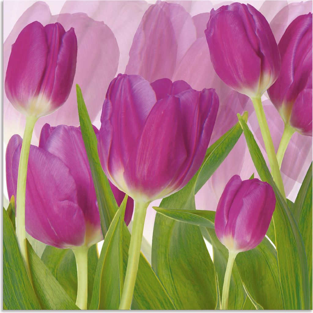 ARTland Wandbild Alu für Innen & Outdoor Tulpenfeld lila Größe: 30x30 cm