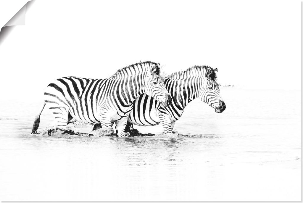 ARTland Poster Zebras parallel im Wasser Größe: 90x60 cm