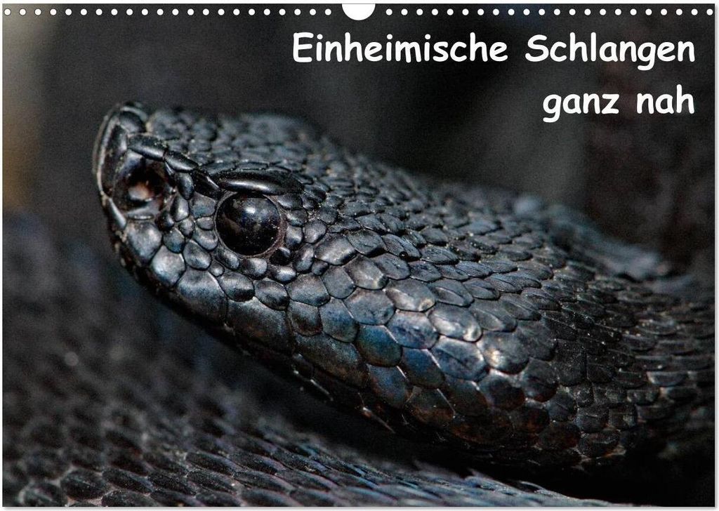 Einheimische Schlangen ganz nah (Wandkalender 2026 DIN A3 quer), CALVENDO Monatskalender