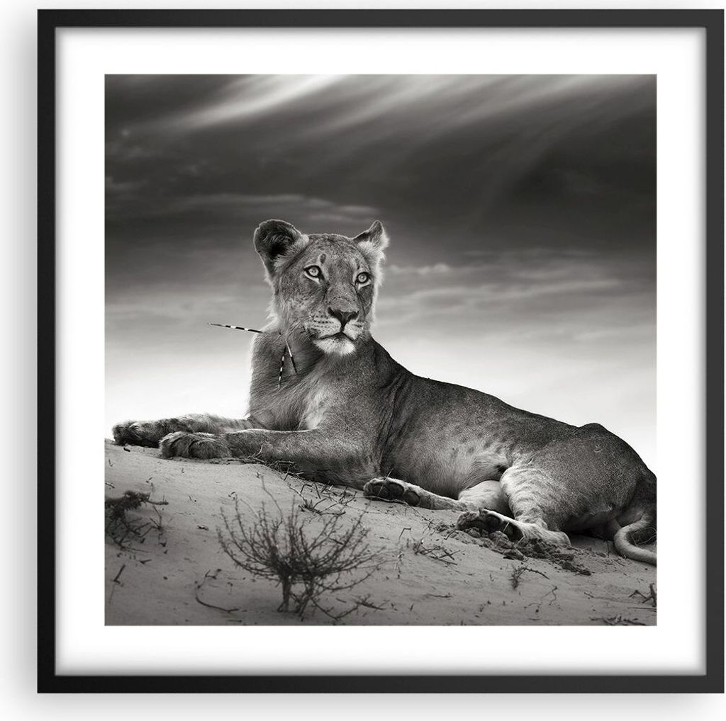 Gerahmtes Poster - Schwarzer Rahmen - Tierwelt weiblich katze Tier - 50x50 cm - Wand Bild - Wanddeko - Wandbilder - Wandposter - Bilderrahmen - Bil...