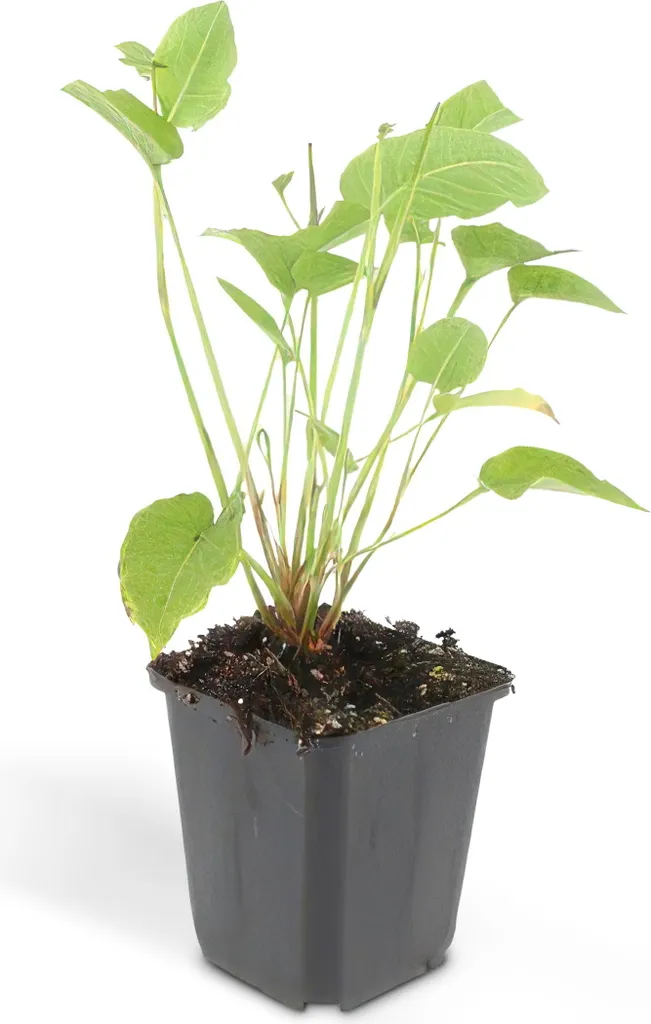 Persicaria amplexicaulis Renouée robuste sans entretien - lot de 6 godets