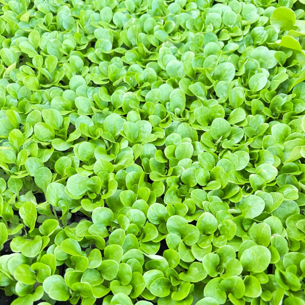 Feldsalat-Salat Jungpflanzen 12er-Set Produktbild 