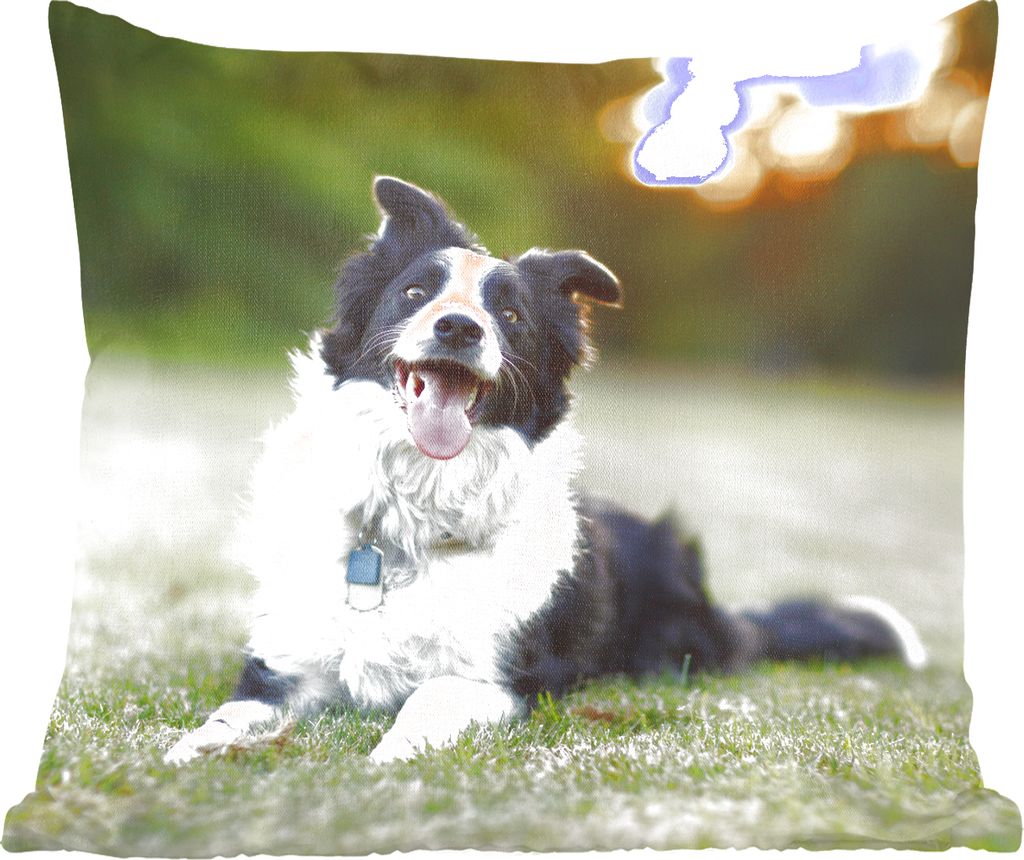 MuchoWow Zierkissen Sofakissen Wohnzimmer Dekokissen 60x60 cm Ein glücklicher Border Collie, dem die Zunge aus dem Maul hängt - Sitzfläche - F...