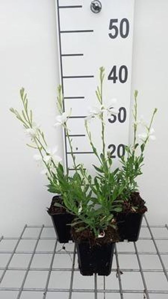 6 x Gaura lindh. 'Snowbird' ( oenothera lindh.) - Gaura - Topf 9 x 9 cm