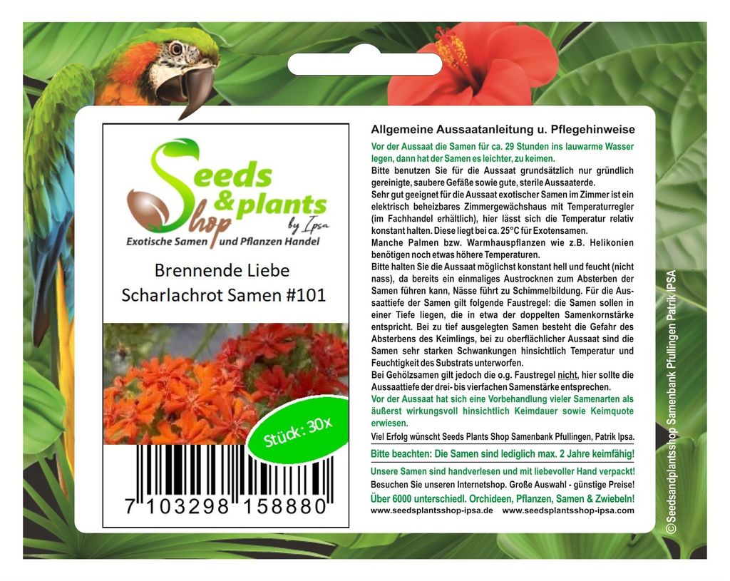 30x Brennende Liebe Scharlachrot Blumen Pflanzen - Samen #101