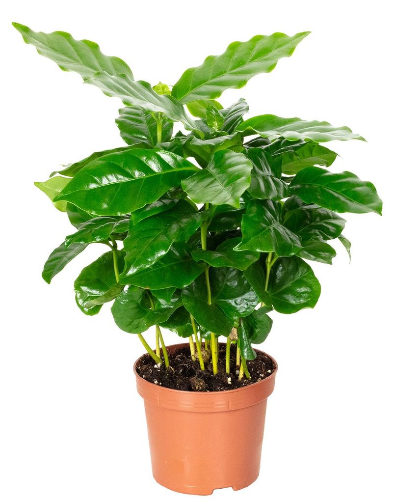 Kaffeepflanze - pflegeleichte Zimmerpflanze, Coffea Arabica Produktbild 