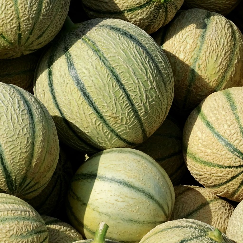 Zuckermelonen Charentais Samen - Cucumis melo - Produktbild 5