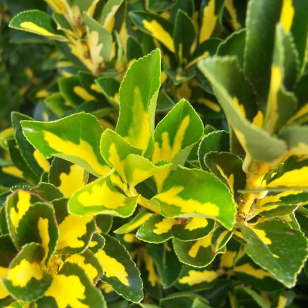 2 x Japanischer Spindelstrauch - Euonymus japonicus 'Aureus' (= 'Luna') | 40-50 cm in Container