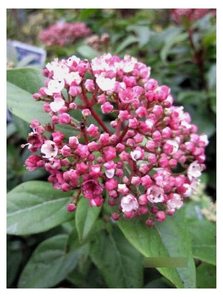 Viburnum tinus Spirit - Lorbeer-Schneeball Spirit 30-40