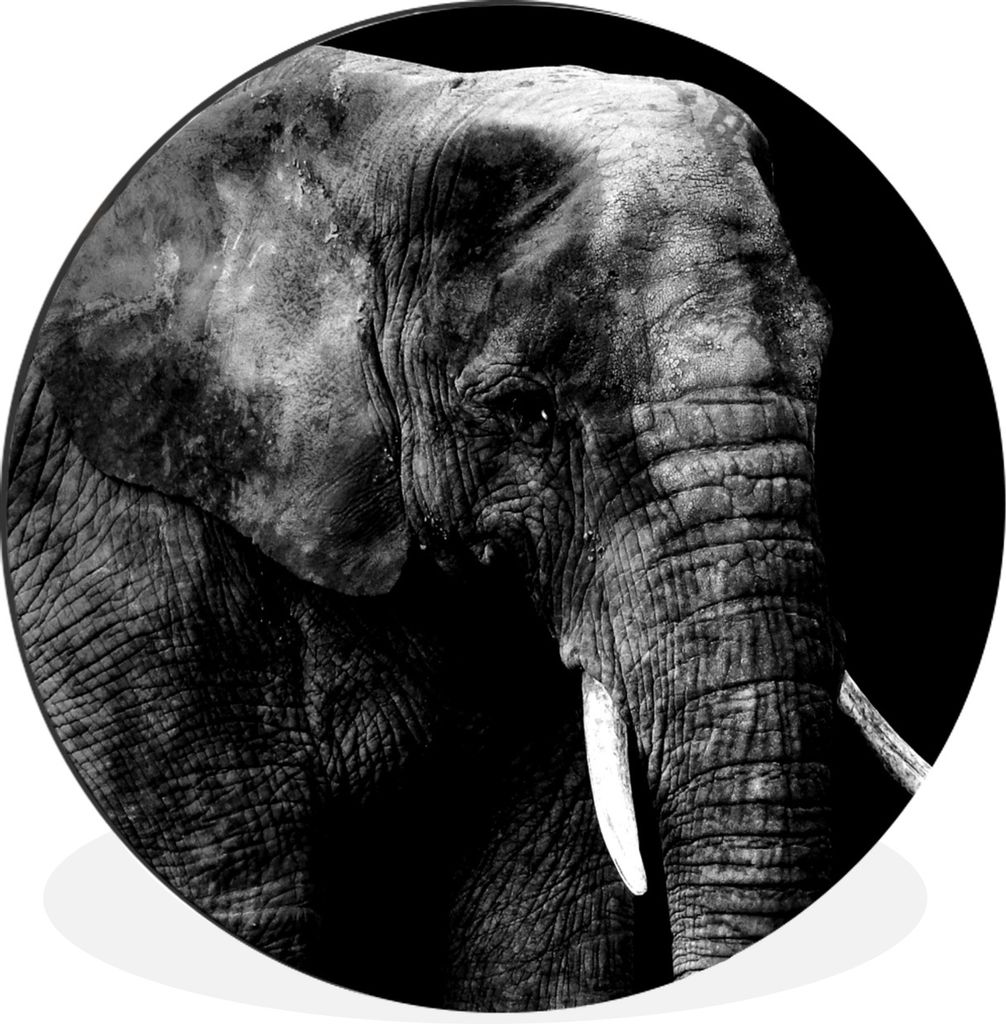 MuchoWow Aluminium Wandkreis Elefant - Zähne - Schwarz - Weiß Ø 30 cm Wanddeko Modern Wohnzimmer - Wand Bild - Wohnzimmer - Runde Bilder - Alu...