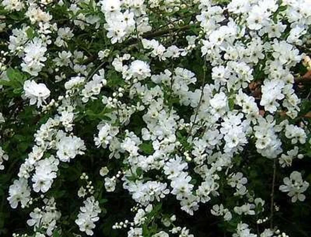 Exochorda The Bride - Arbuste perlé pour haie fleurie et massif 60 cm