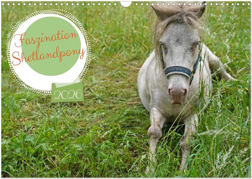 Faszination Shetlandpony (Wandkalender 2026 DIN A3 quer), CALVENDO Monatskalender