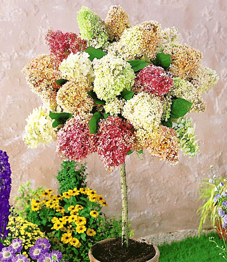 BALDUR Garten 1x Hortensien-Stämmchen 'Grandiflora', Produktbild 