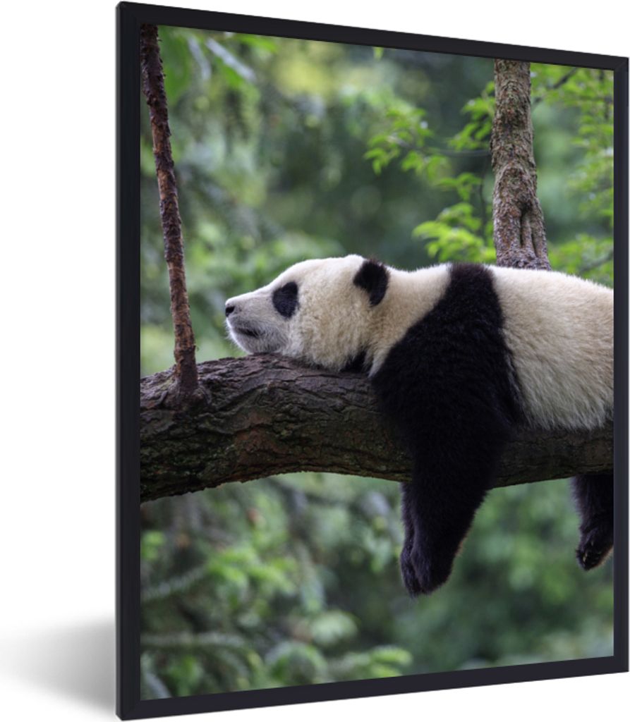MuchoWow Gerahmtes Poster Panda - Baum - Tiere - Natur 60x80 cm - Poster mit Schwarzem Bilderrahmen Wandposter Rahmen Foto Bilder - Premium - Wan...