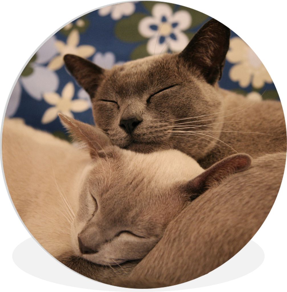 MuchoWow Rundes Wandbild - Runde Bilder Zwei verschmuste burmesische Katzen Ø 30 cm Kreis Wanddekoration Kunststoff - Wandkreis - Wandschmuck - ...