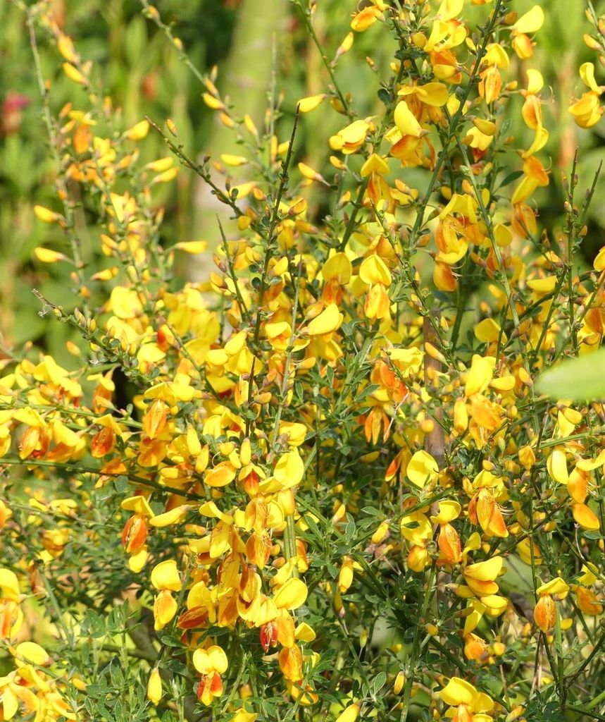 Edelginster Cytisus scoparius 'Firefly' Besenginster 60 - 80 cm