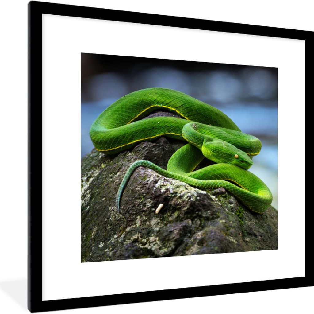 MuchoWow Gerahmtes Poster Grüne Schlange auf Stein 40x40 cm - Poster mit Schwarzem Bilderrahmen Wandposter Rahmen Foto Bilder - Poster - Plakat ...
