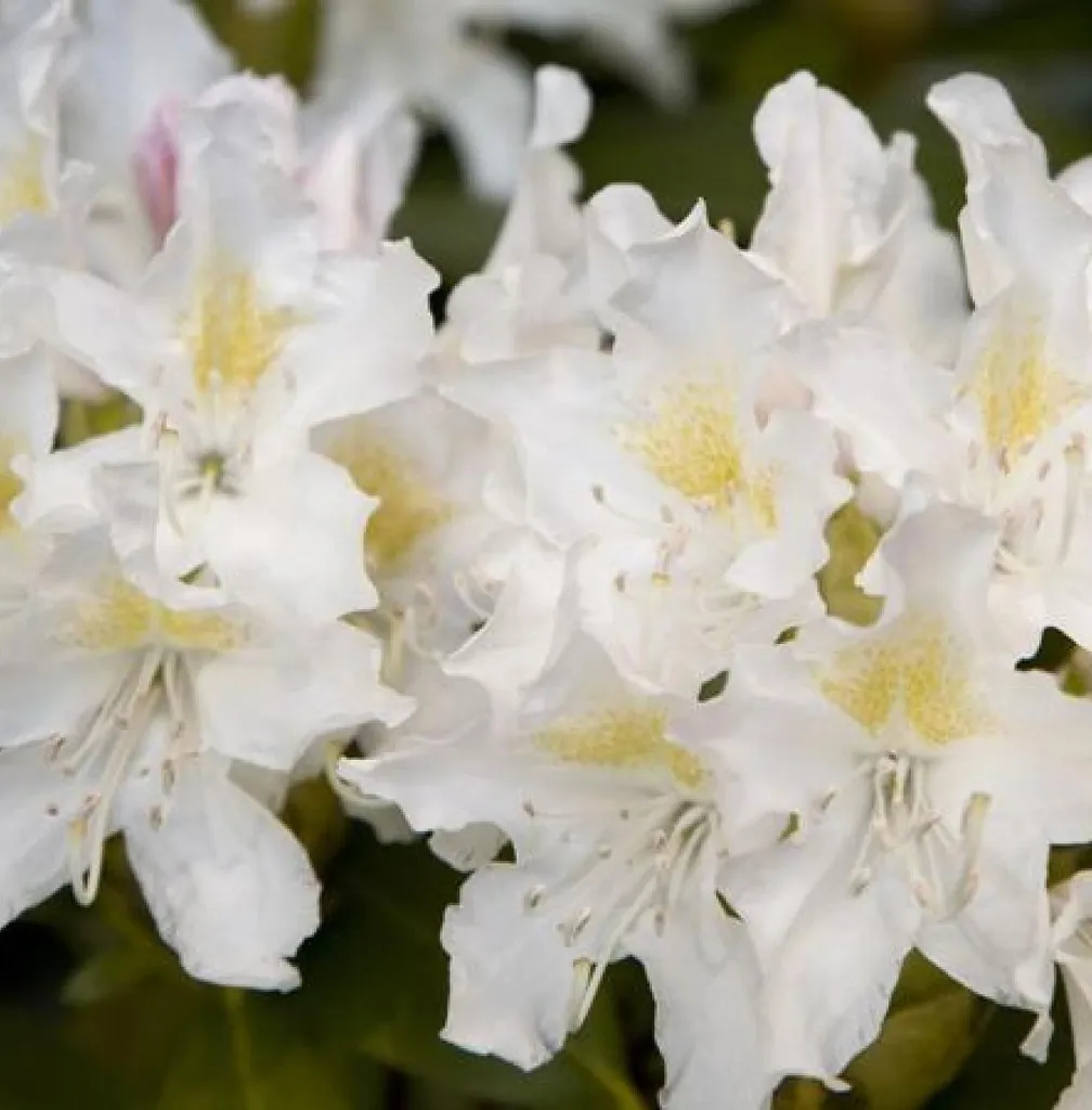 Arbuste de terre de bruyère Rhododendron blanc 40/50 cm de haut