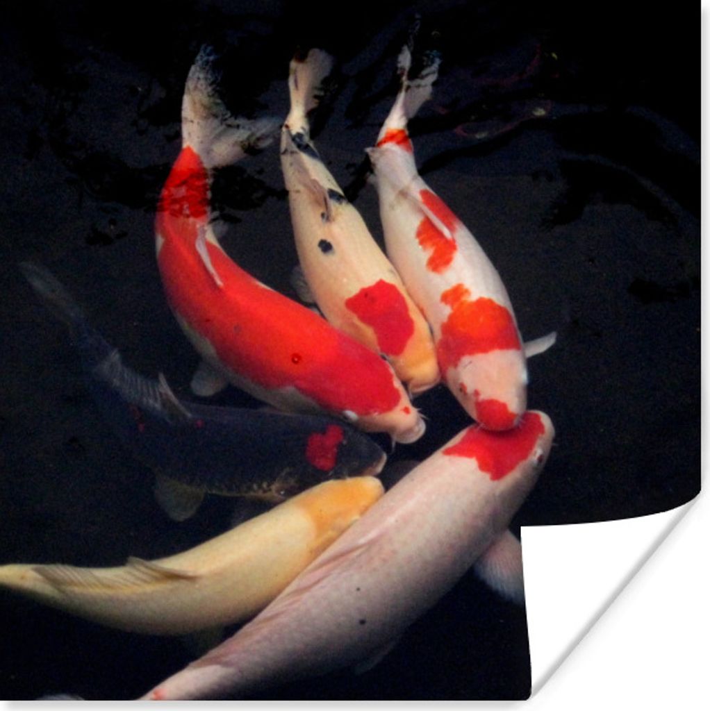 MuchoWow Poster Sechs Koi-Karpfen vor einem schwarzen Hintergrund 100x100 cm - Babyzimmer