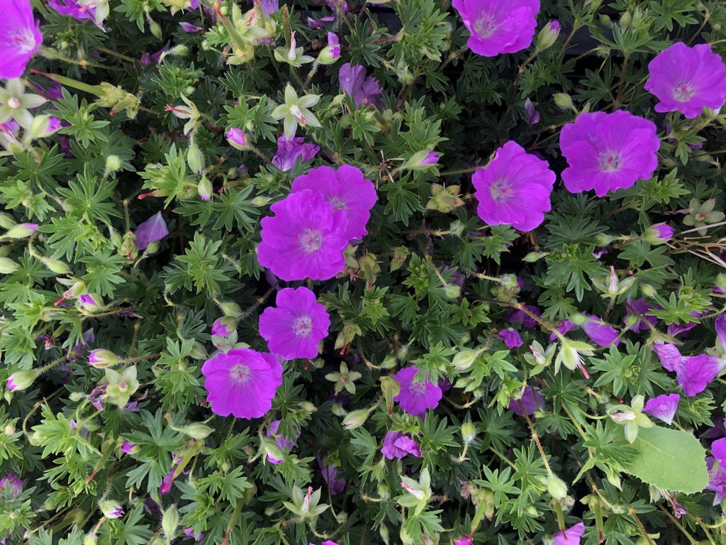 6 xGeranium sanguineum 'Max Frei' - Storchschnabel - topf 9 x 9 cm