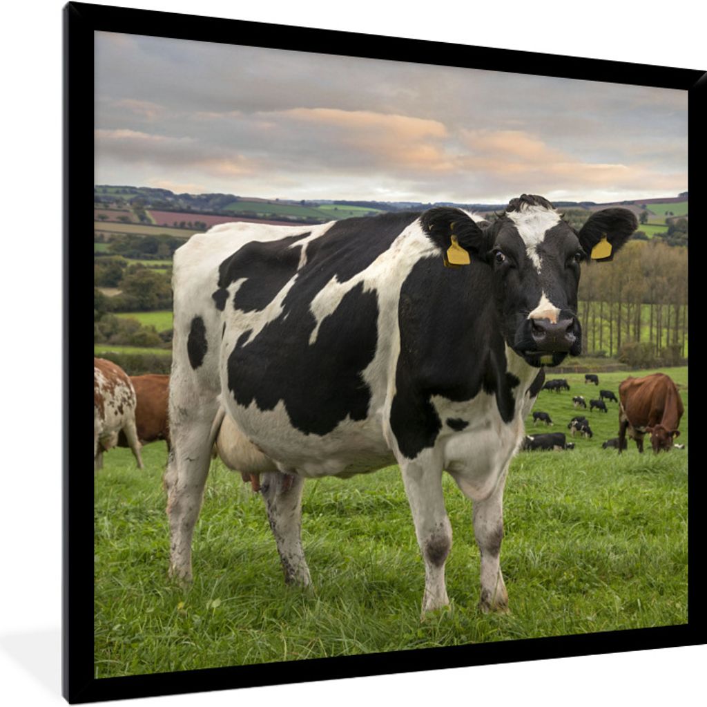 MuchoWow Gerahmtes Poster Kuh - Berg - Gras - Tiere 40x40 cm - Poster mit Schwarzem Bilderrahmen Wandposter Rahmen Foto Bilder - Mit Rahmen - Wan...
